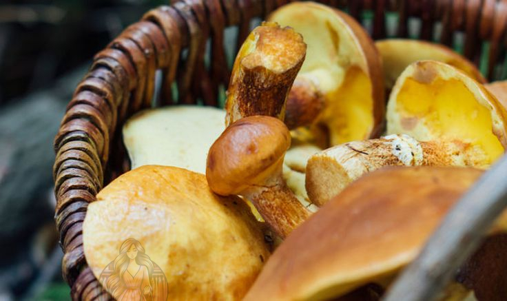 الفطر.. مزيل طبيعي لـ"رائحة المسنين"